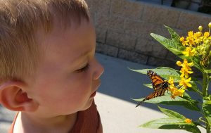 small-child-looking -at-a-butterfly-close-up