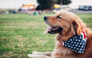 How to Teach Your Tot About the United States Flag