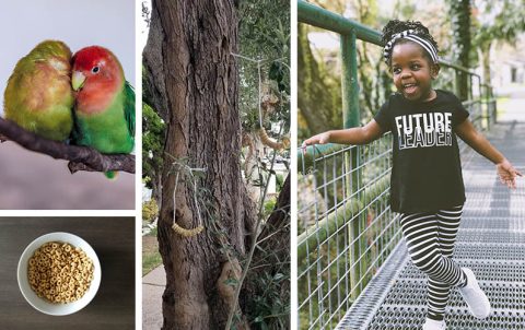 This Activity Is for the Birds